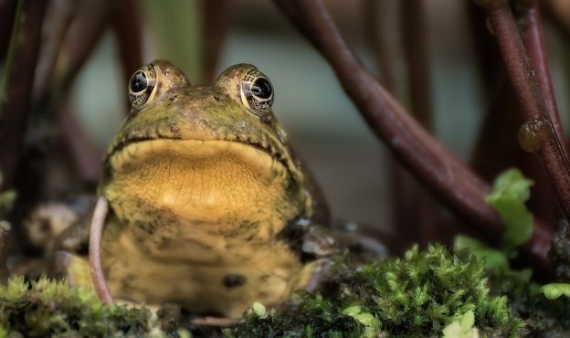 Insights into Purification: The Gecko and the Frog